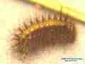 Chalcedon Checkerspot (Euphydryas chalcedona) hibernating 2nd / 3rd instar larvae